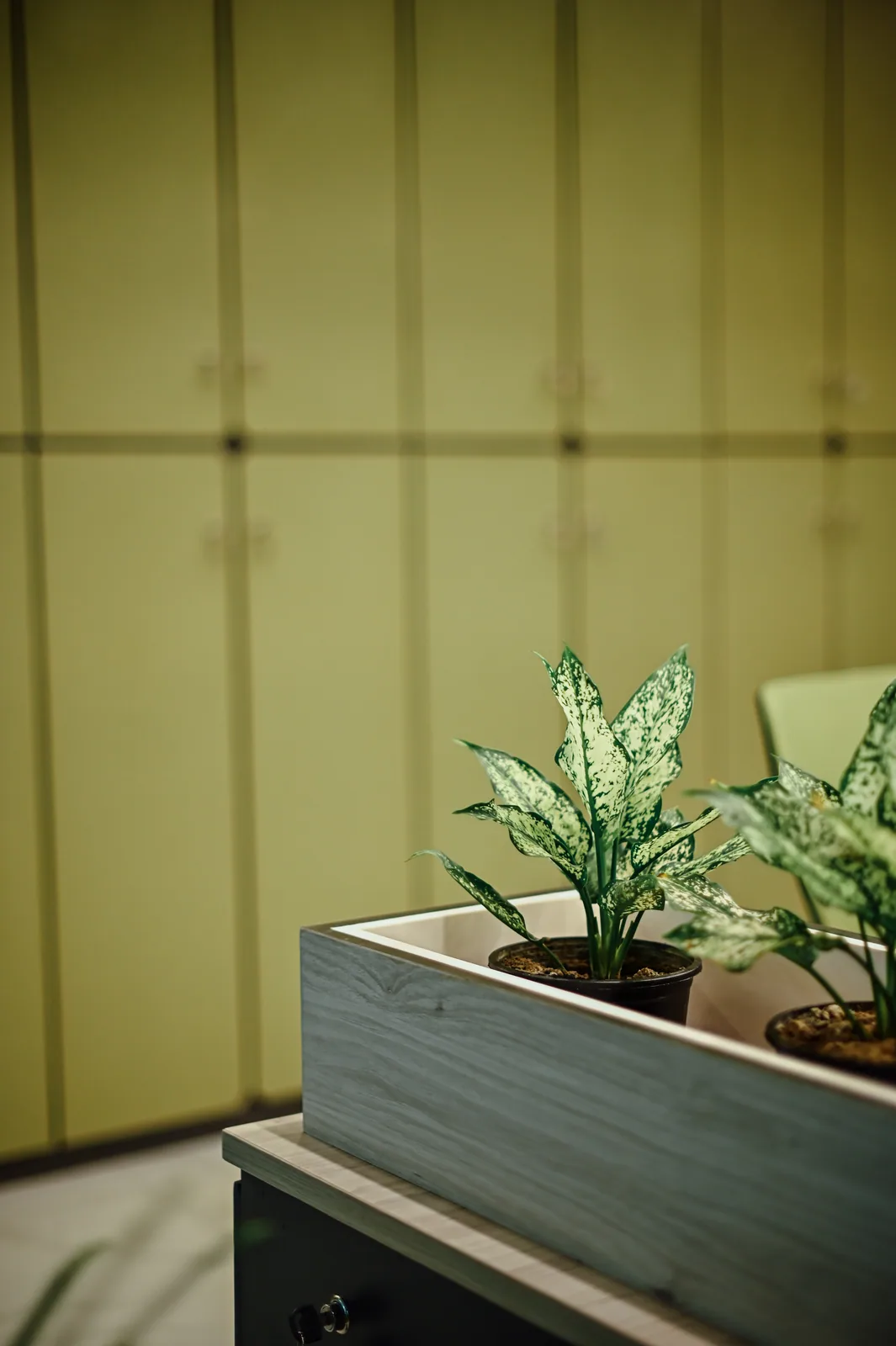 PSO House, 8th-floor rehabilitation, Karachi: A small planter against a green cabinet wall. 8th-floor rehabilitation photography.